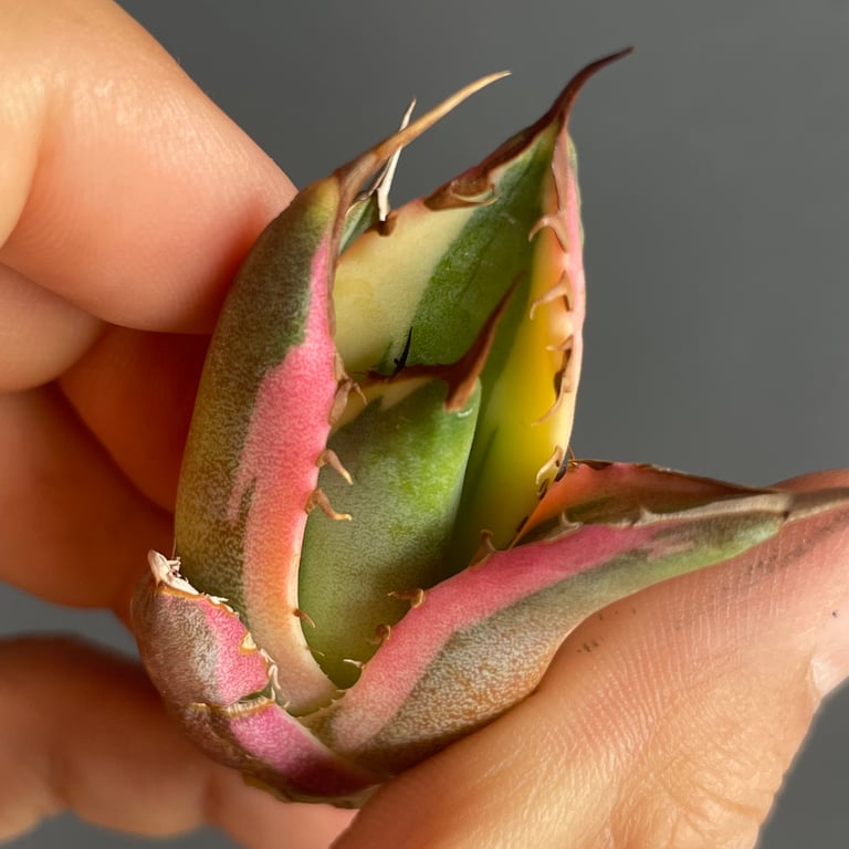 アガベ・チタノタ スナグルトゥース(Agave titanota 'Snaggle Tooth')