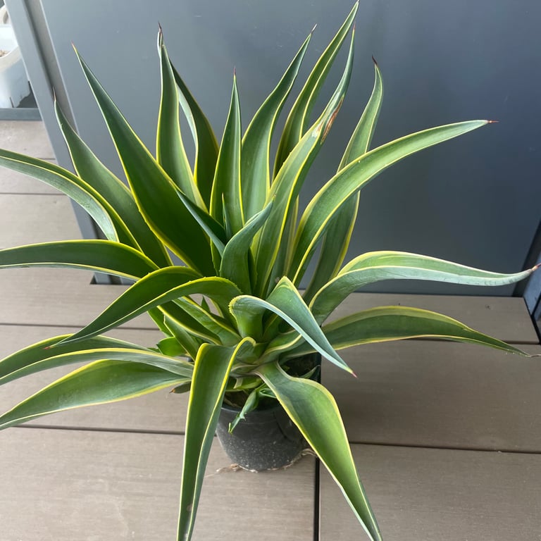 アガベ・デスメティアーナ ベネズエラ(Agave desmettiana 'Variegata')
