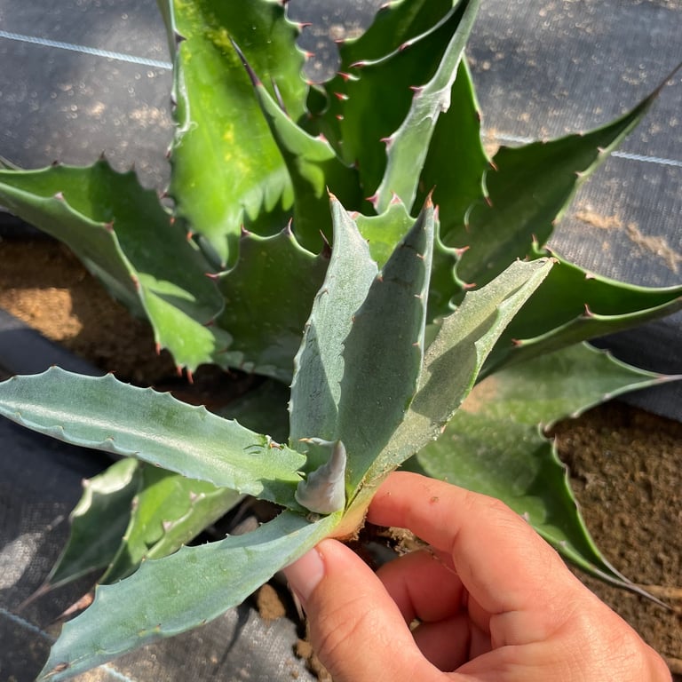アガベ・サルミアナ フェロックス グリーンライトニング(Agave salmiana var. ferox 'Green Lightning')
