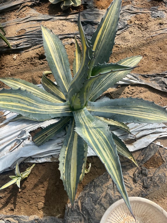 アガベ・アメリカーナ 縞斑(Agave americana)