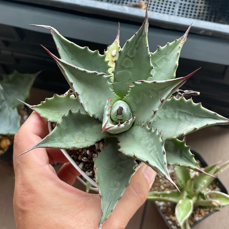 アガベ・モンタナ ブルースカイ(Agave montana 'Blue Sky')
