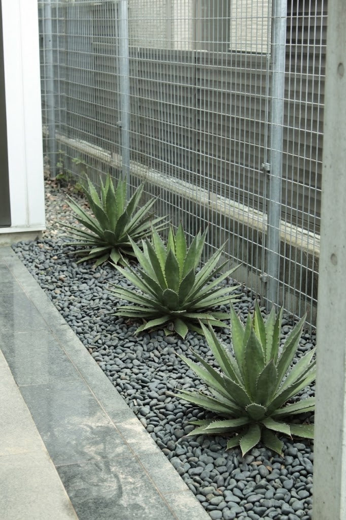 空き巣対策の防犯植栽のイメージ