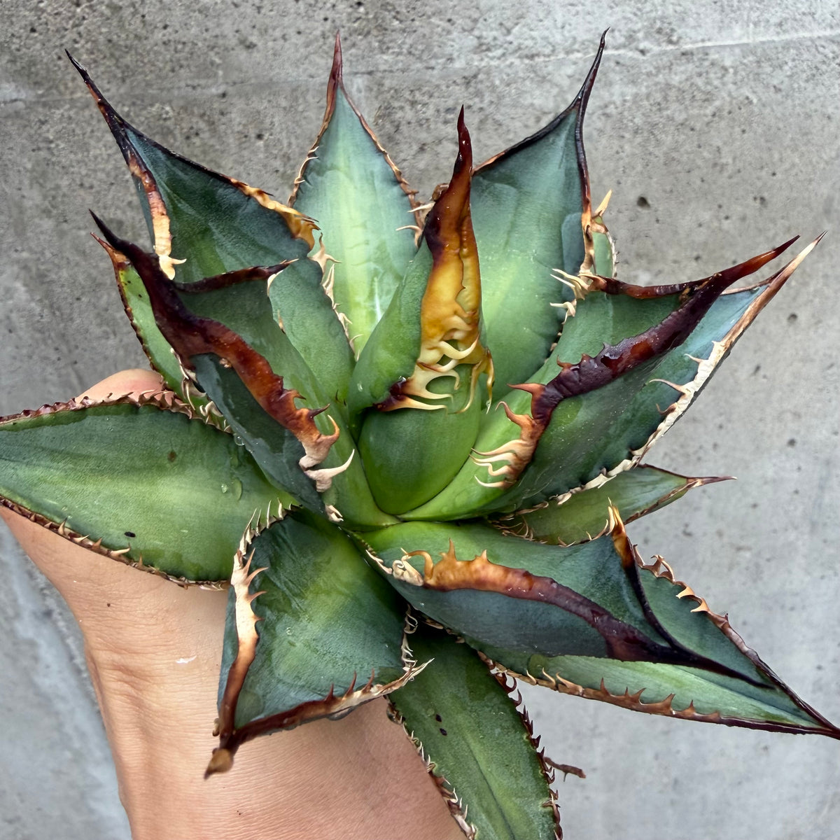 アガベ・チタノタ タッチウッド 子株(Agave titanota 'Touchwood', pup)
