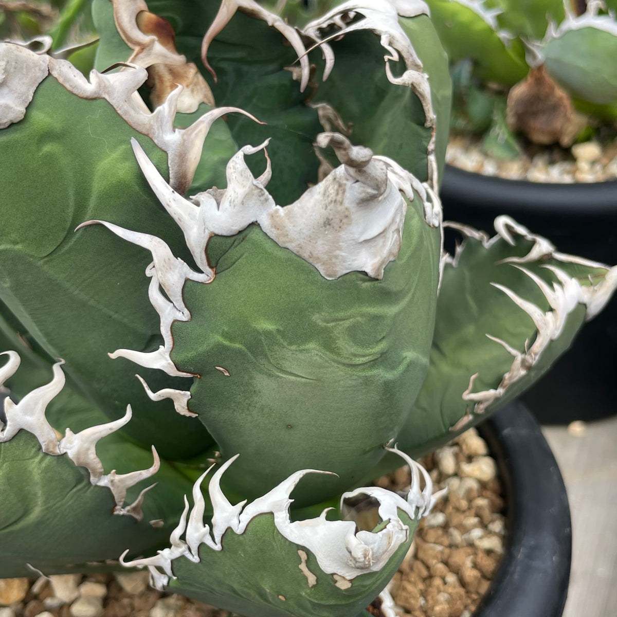 アガベ・チタノタ アクマクンモドキ(Agave titanota 'Akumakun Modoki')子株