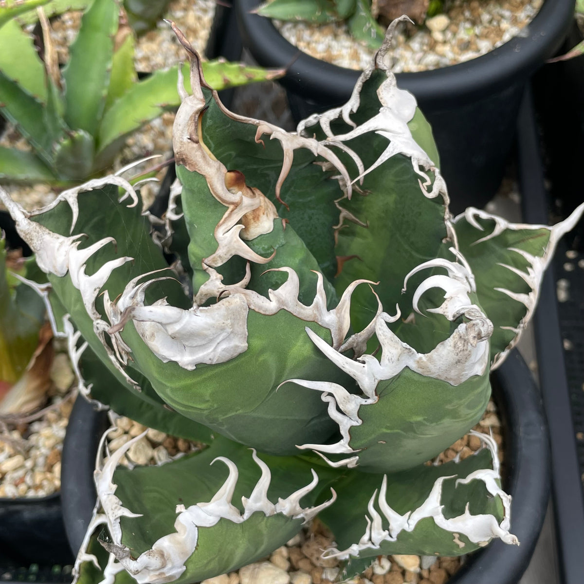 アガベ・チタノタ アクマクンモドキ(Agave titanota 'Akumakun Modoki')子株