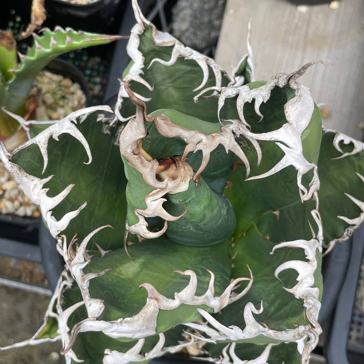 アガベ・チタノタ アクマクンモドキ(Agave titanota 'Akumakun Modoki')子株
