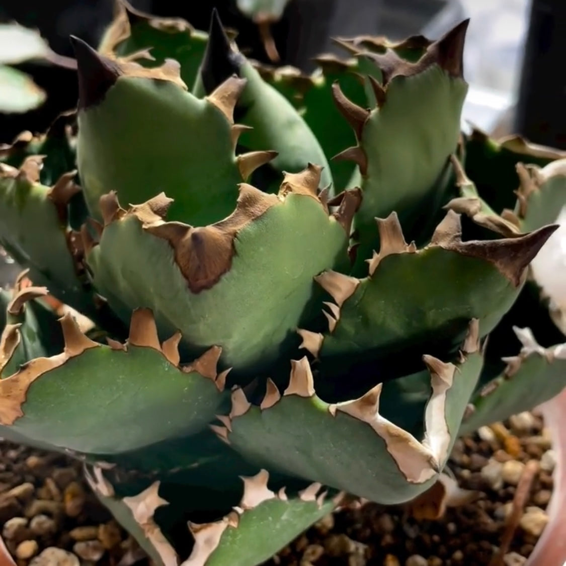 アガベ・チタノタ モーニングスター(Agave titanota 'Morning Star')小株