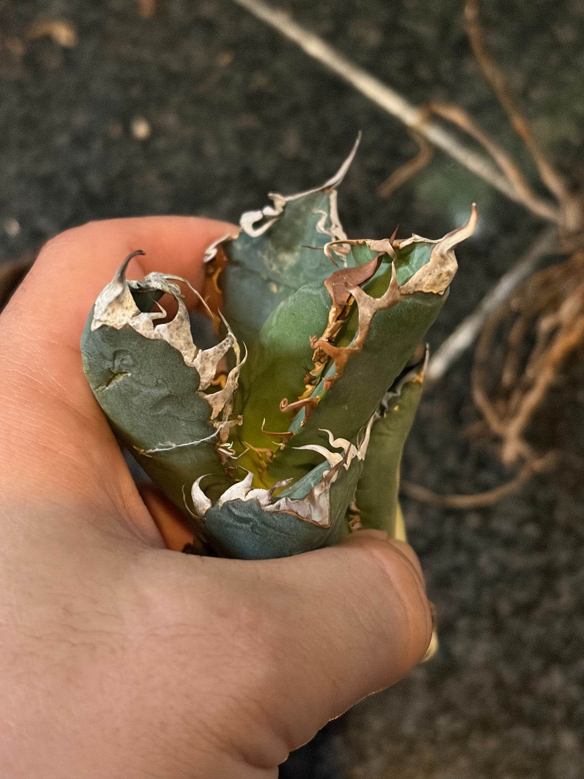 アガベ・オテロイ 子株(pup) イタリア産(Agave oteroi from Italy, pup)