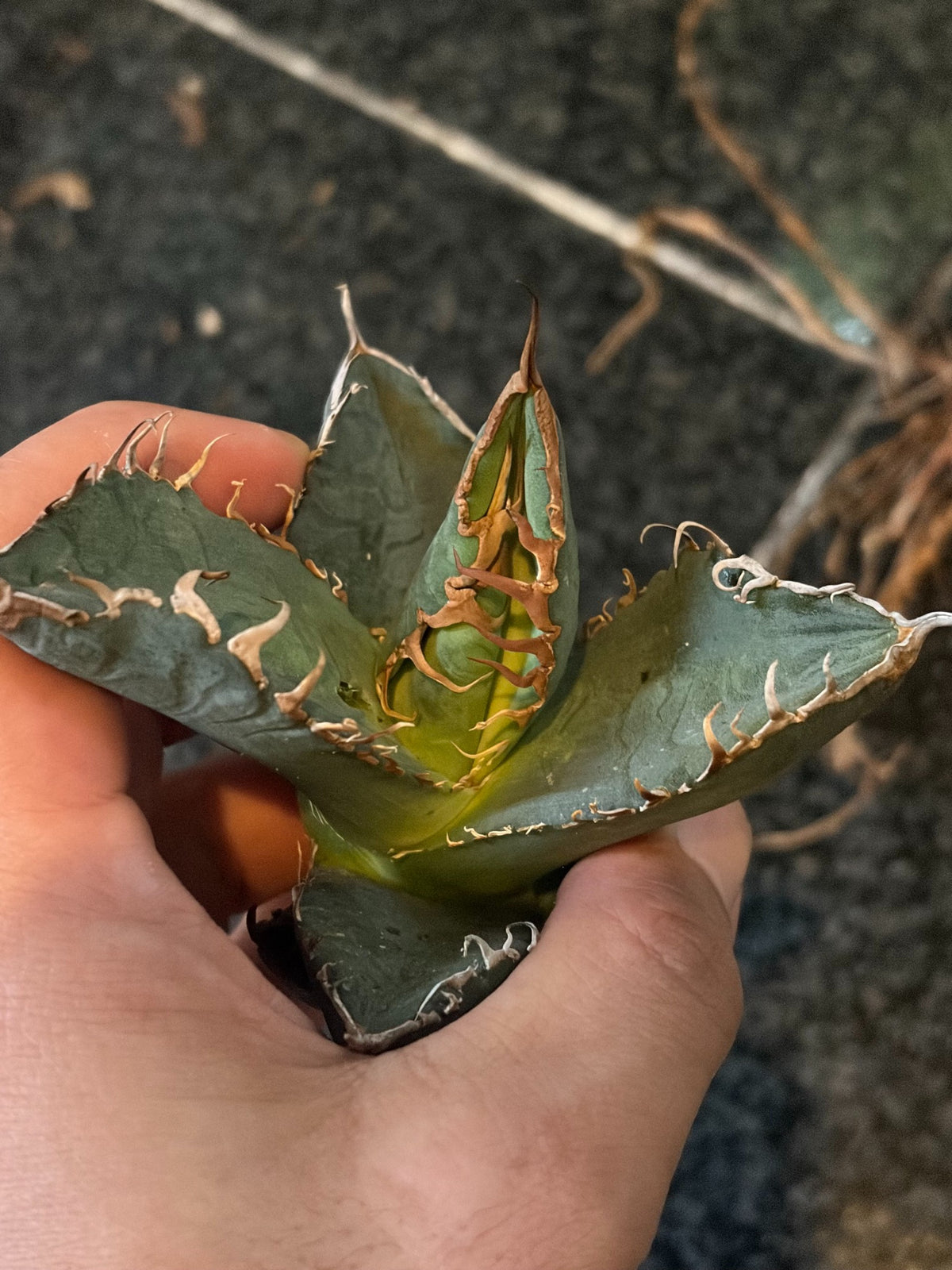 アガベ・オテロイ 子株(pup) イタリア産(Agave oteroi from Italy, pup)