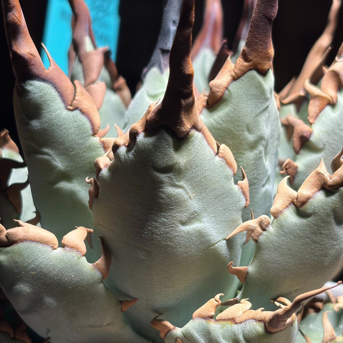 アガベ ハイブリッド エボリスピナ × チタノタ ブラックアンドブルー(Agave hybrid eborispina × titanota 'Black and Blue')