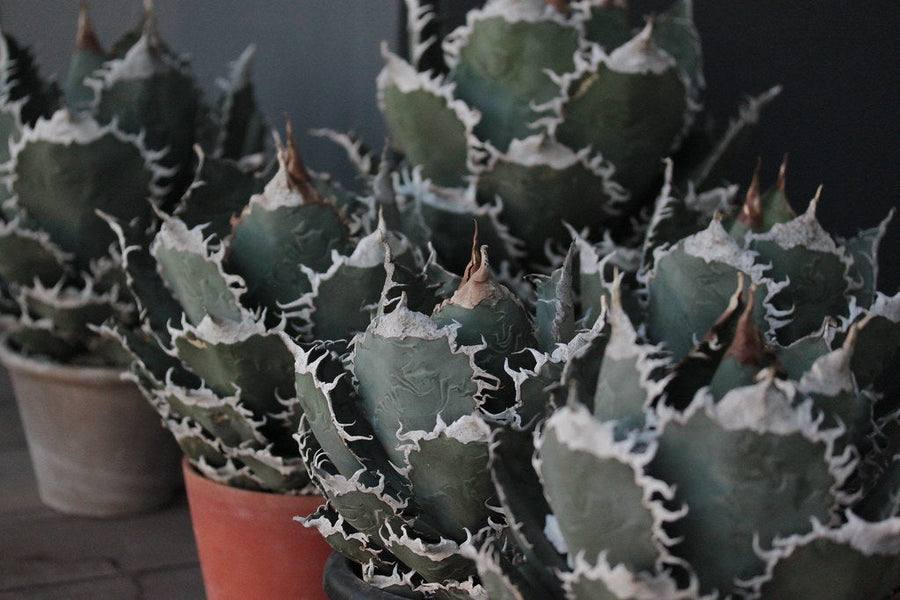 Agave