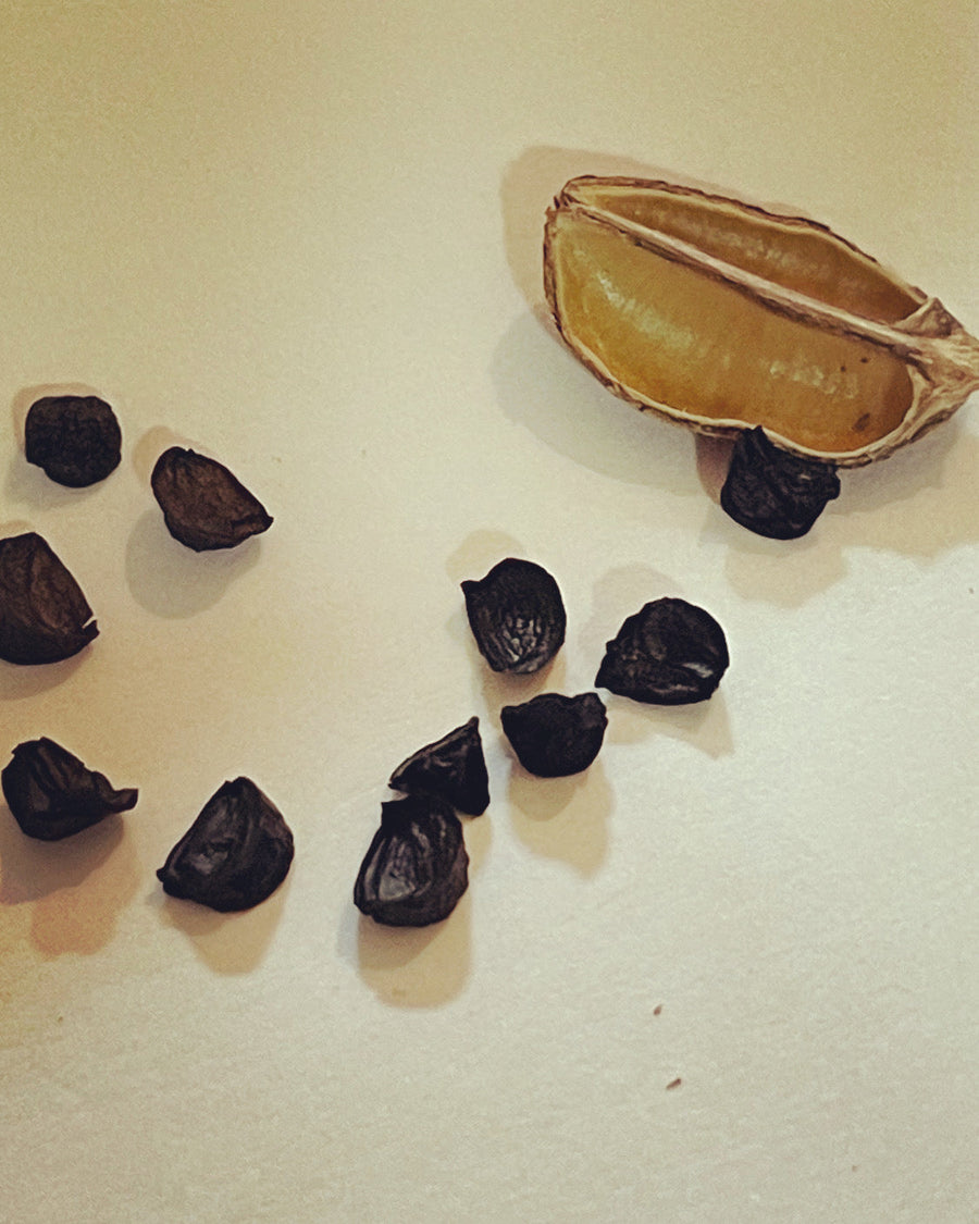 Seeds (Coming soon)