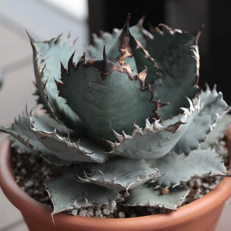 アガベ・チタノタ ライオンズメーン（Agave titanota 'Lion's Mane'）