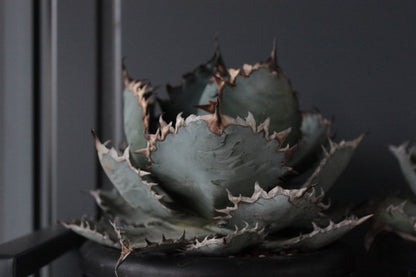 アガベ・チタノタ ライオンズメーン（Agave titanota 'Lion's Mane'）