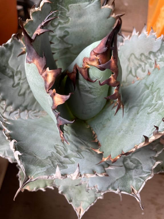 アガベ・チタノタ ライオンズメーン（Agave titanota 'Lion's Mane'）