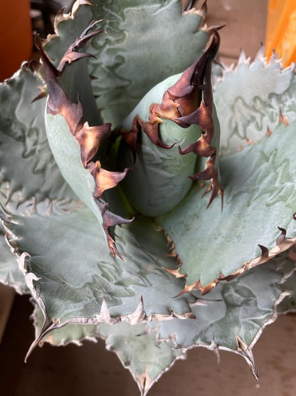 アガベ・チタノタ ライオンズメーン（Agave titanota 'Lion's Mane'）