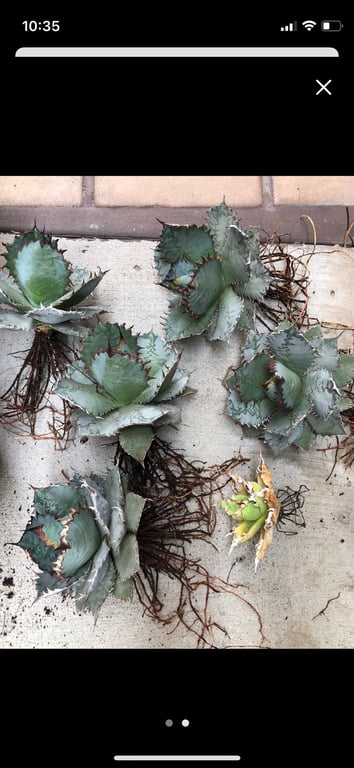 アガベ・チタノタ ライオンズメーン（Agave titanota 'Lion's Mane'）