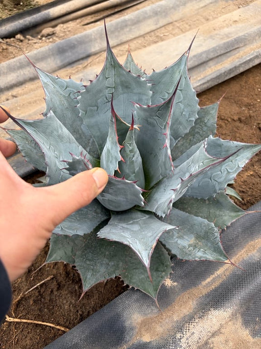 アガベ・パラサナ ミートクロウ（Agave parrasana 'Meat Claw'）