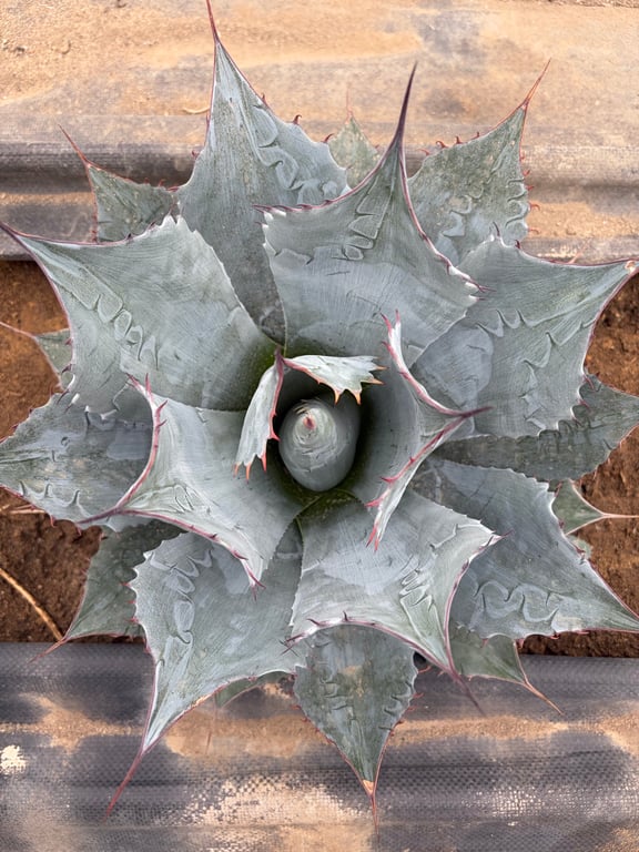 アガベ・パラサナ ミートクロウ（Agave parrasana 'Meat Claw'）