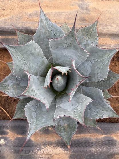 アガベ・パラサナ ミートクロウ（Agave parrasana 'Meat Claw'）