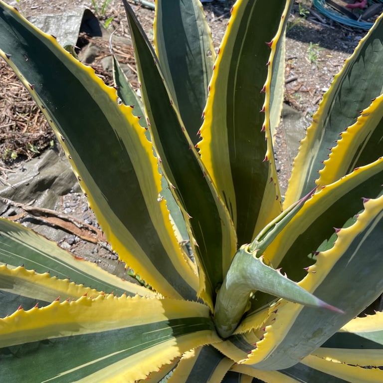アガベ・アメリカーナ 覆輪（Agave americana 'Marginata'）