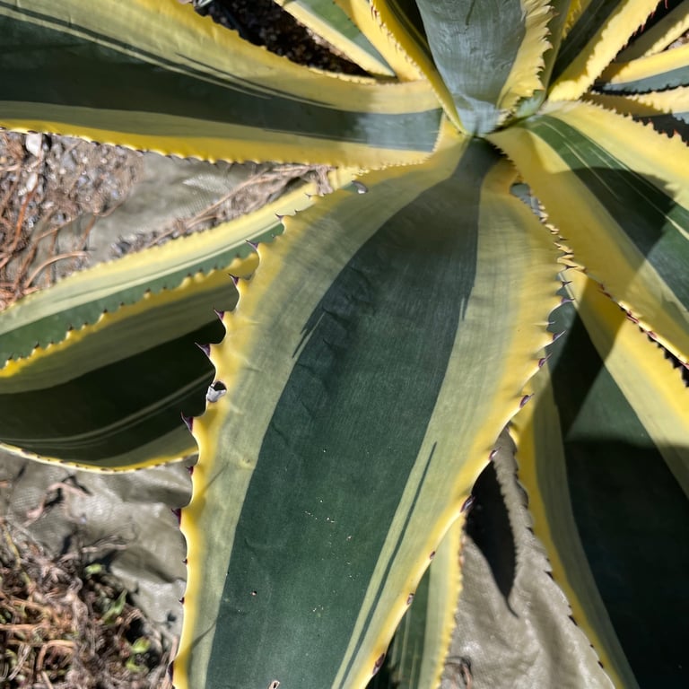 アガベ・アメリカーナ 覆輪（Agave americana 'Marginata'）