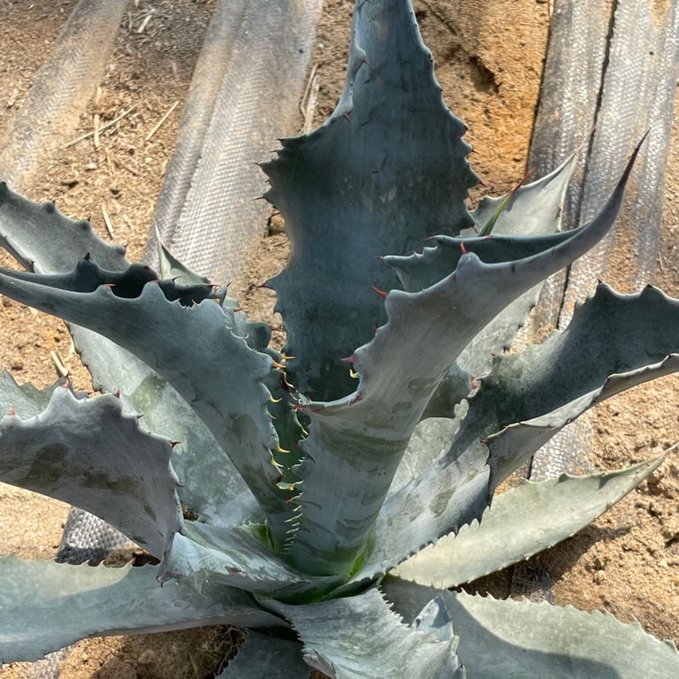 アガベ・プロトアメリカーナ ファンキートーズ（Agave protoamericana 'Funky Toes'）