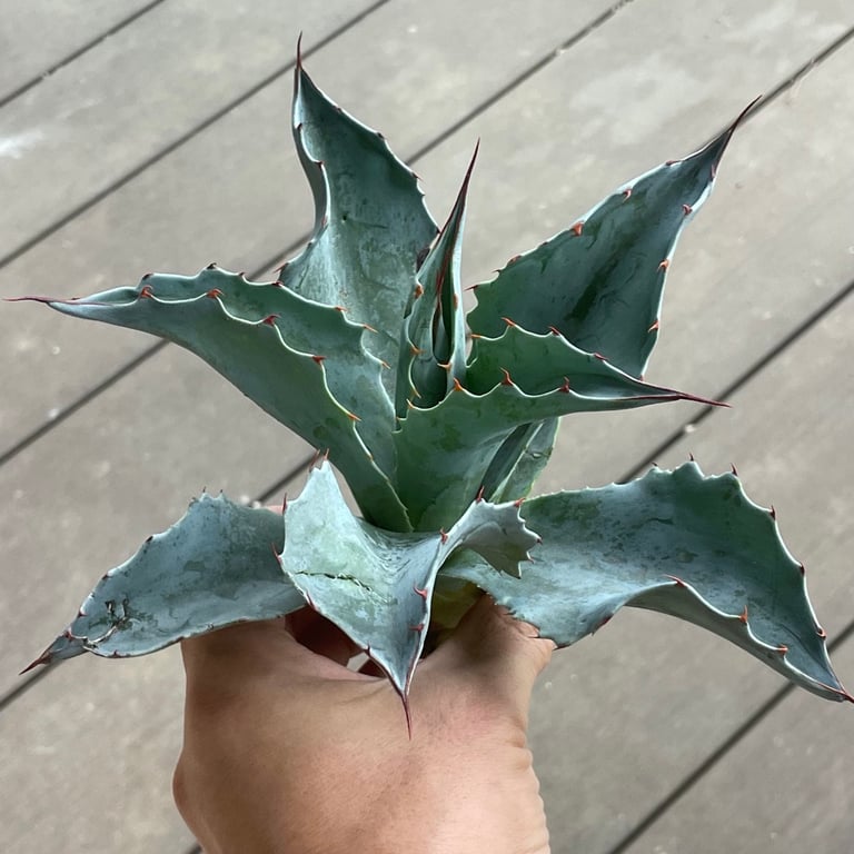 アガベ・プロトアメリカーナ ファンキートーズ（Agave protoamericana 'Funky Toes'）