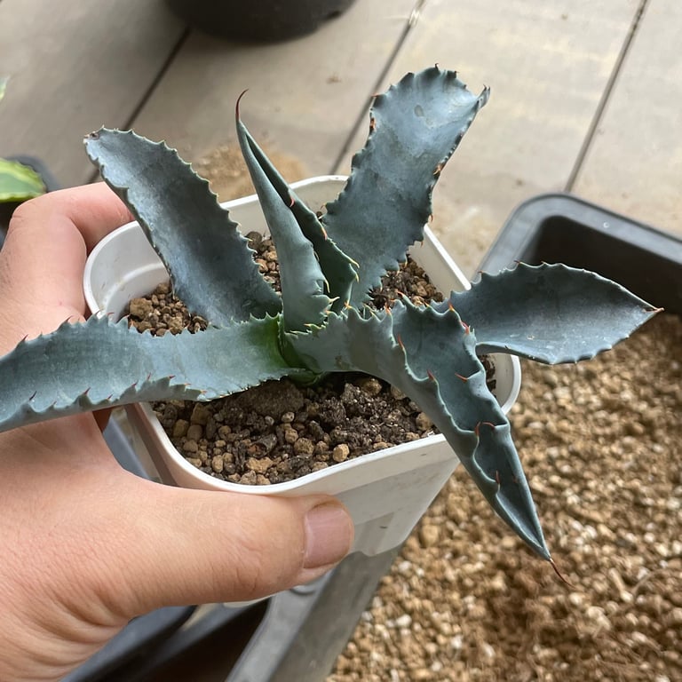 アガベ・プロトアメリカーナ ファンキートーズ（Agave protoamericana 'Funky Toes'）