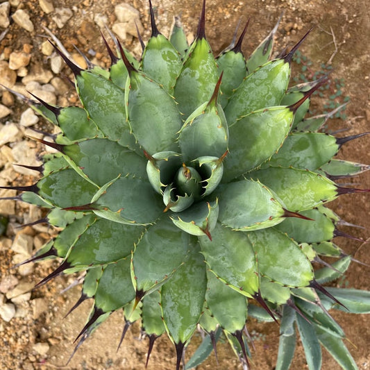 アガベ・マクロアカンサ（Agave macroacantha）