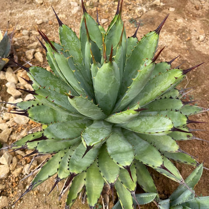 アガベ・マクロアカンサ（Agave macroacantha）