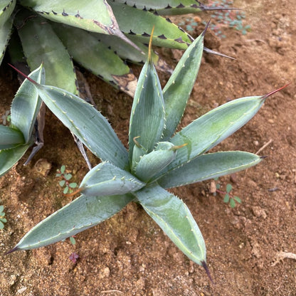 アガベ・マクロアカンサ（Agave macroacantha）