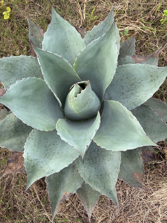 アガベ・オバティフォリア（Agave ovatifolia）