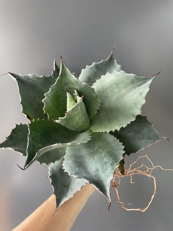 アガベ・オバティフォリア（Agave ovatifolia）