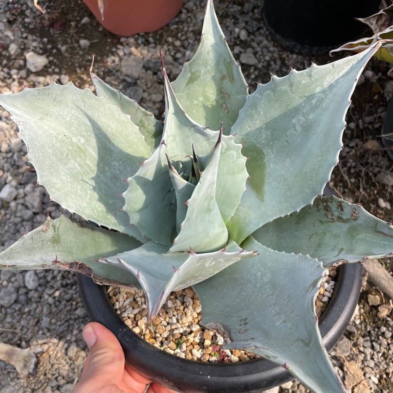 アガベ・オバティフォリア（Agave ovatifolia）