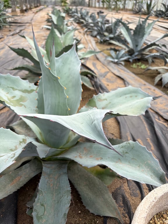 アガベ・オバティフォリア（Agave ovatifolia）