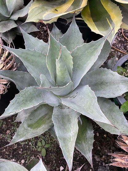 アガベ・オバティフォリア（Agave ovatifolia）