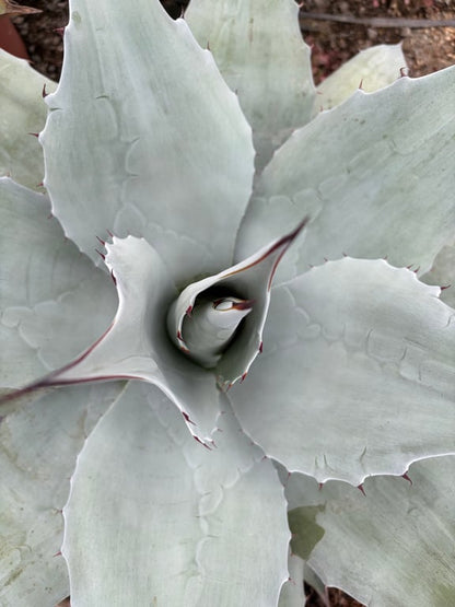 アガベ・オバティフォリア（Agave ovatifolia）