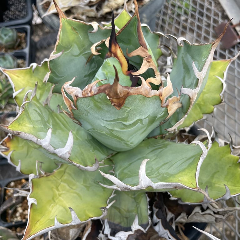 アガベ・チタノタ プエブロ（Agave titanota 'Pueblo'）
