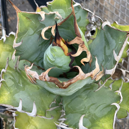 アガベ・チタノタ プエブロ（Agave titanota 'Pueblo'）