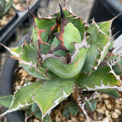 アガベ・チタノタ プエブロ（Agave titanota 'Pueblo'）