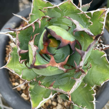 アガベ・チタノタ プエブロ（Agave titanota 'Pueblo'）