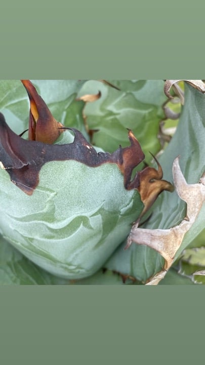 アガベ・チタノタ プエブロ（Agave titanota 'Pueblo'）