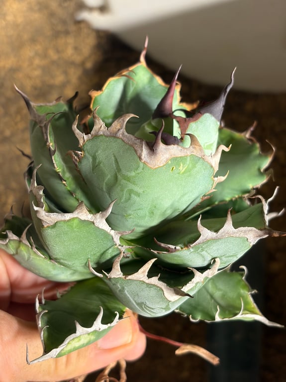 アガベ・チタノタ プエブロ（Agave titanota 'Pueblo'）