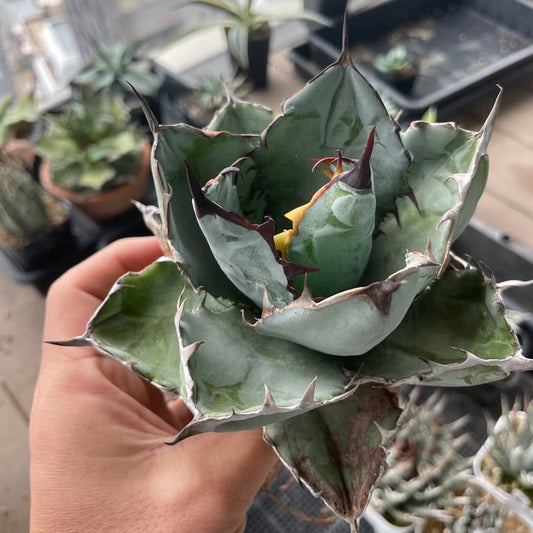 アガベ・チタノタ ブラックアンドブルー（Agave titanota 'Black and Blue'）