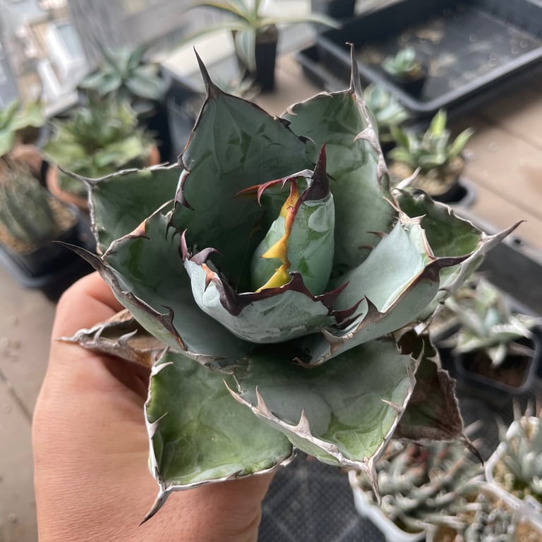 アガベ・チタノタ ブラックアンドブルー（Agave titanota 'Black and Blue'）
