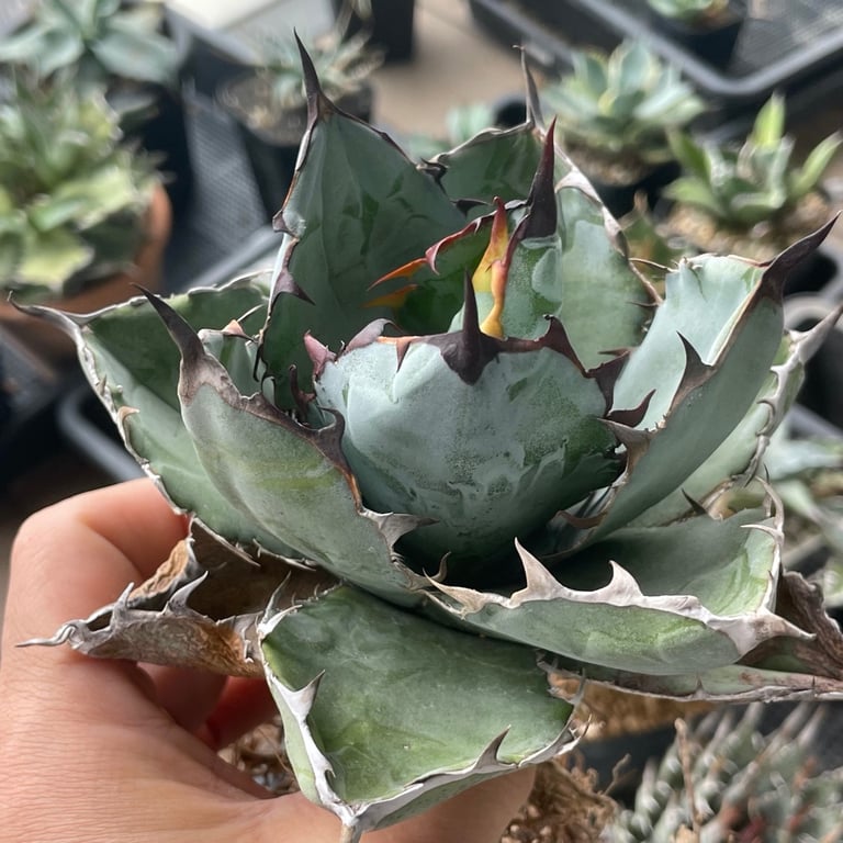 アガベ・チタノタ ブラックアンドブルー（Agave titanota 'Black and Blue'）