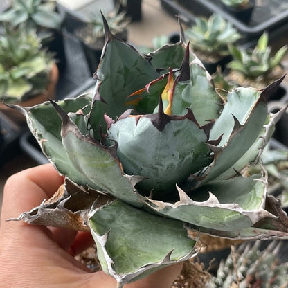 アガベ・チタノタ ブラックアンドブルー（Agave titanota 'Black and Blue'）