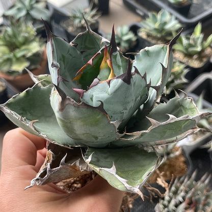 アガベ・チタノタ ブラックアンドブルー（Agave titanota 'Black and Blue'）