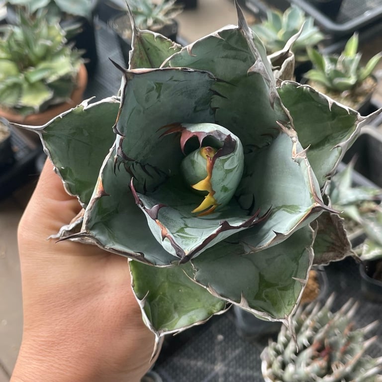 アガベ・チタノタ ブラックアンドブルー（Agave titanota 'Black and Blue'）